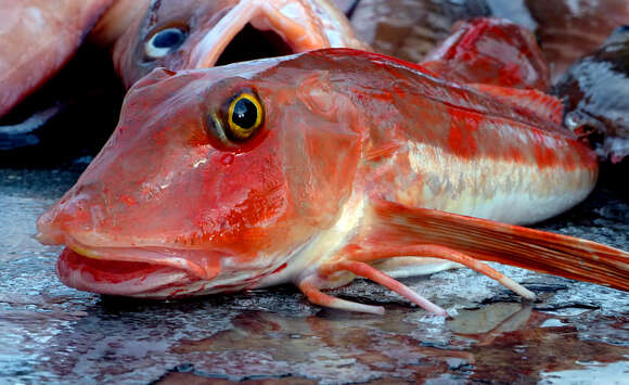 Image of Bluefin Gurnard