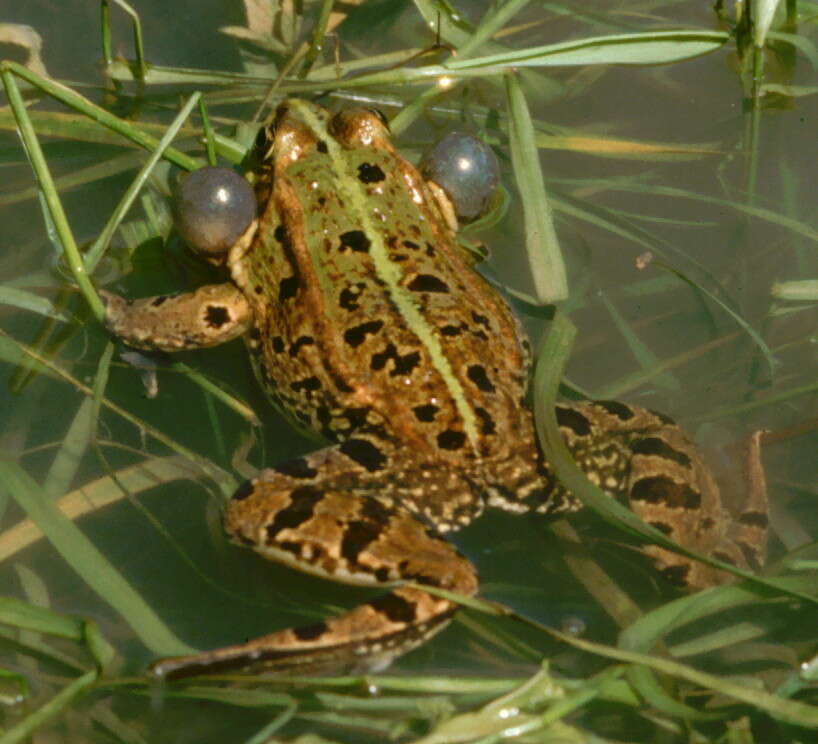 Image of Levant Green Frog