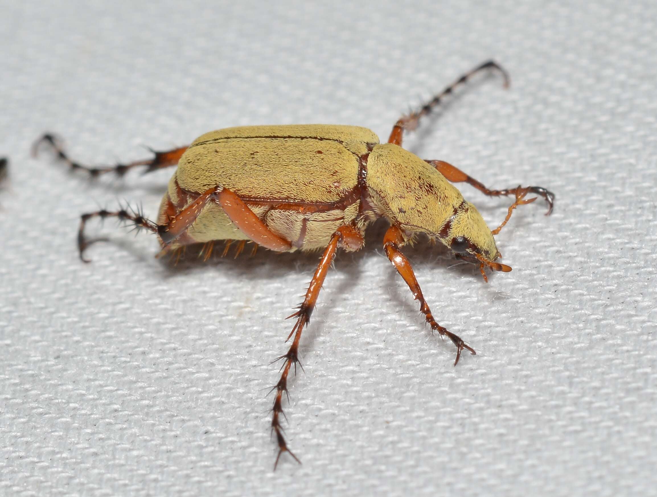 Image of Rose Chafer