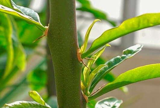 Image of Rose Cactus