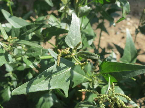 Image de Atriplex sagittata Bkh.