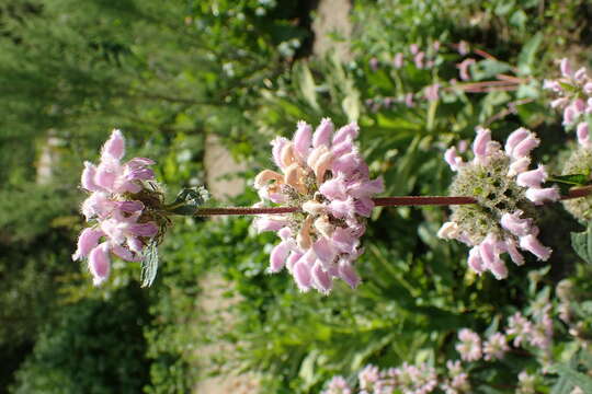 Image of tuberous Jerusalem sage