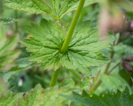 Image of Wood Avens