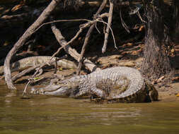 Imagem de Crocodylus acutus (Cuvier 1807)