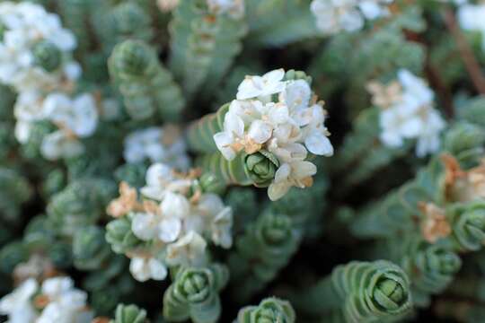 Image of Pimelea prostrata (J. R. & G. Forst.) Willd.