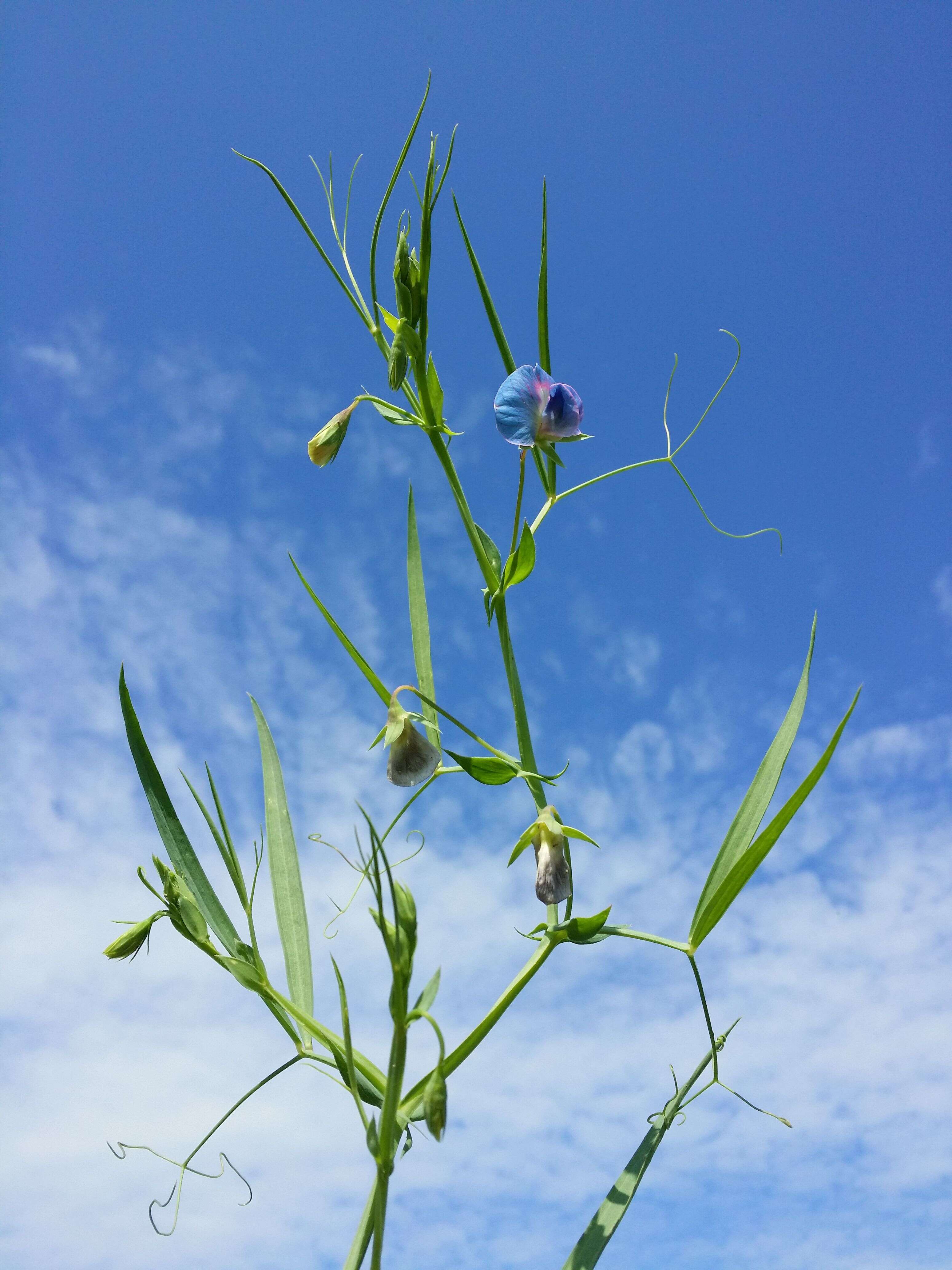 Image of white pea