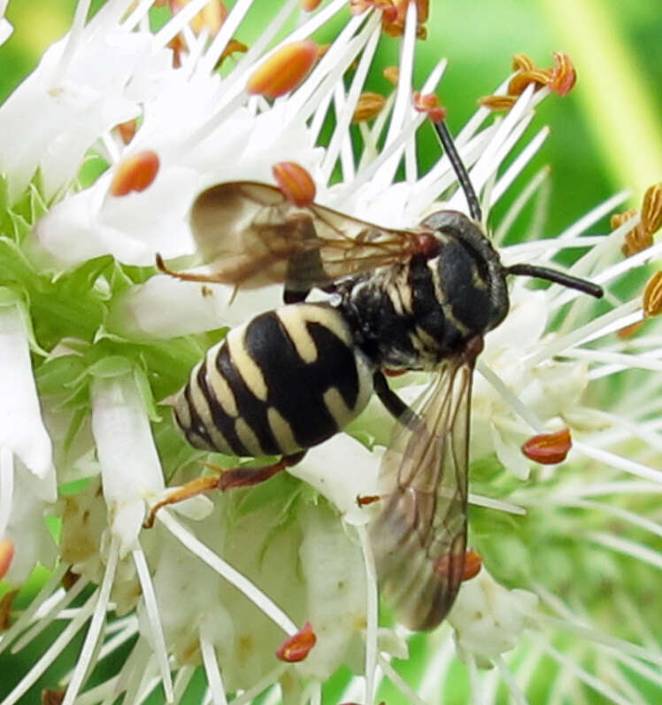 Image of Canadian Cuckoo Nomad Bee