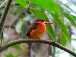 Image of Sulawesi Dwarf-kingfisher