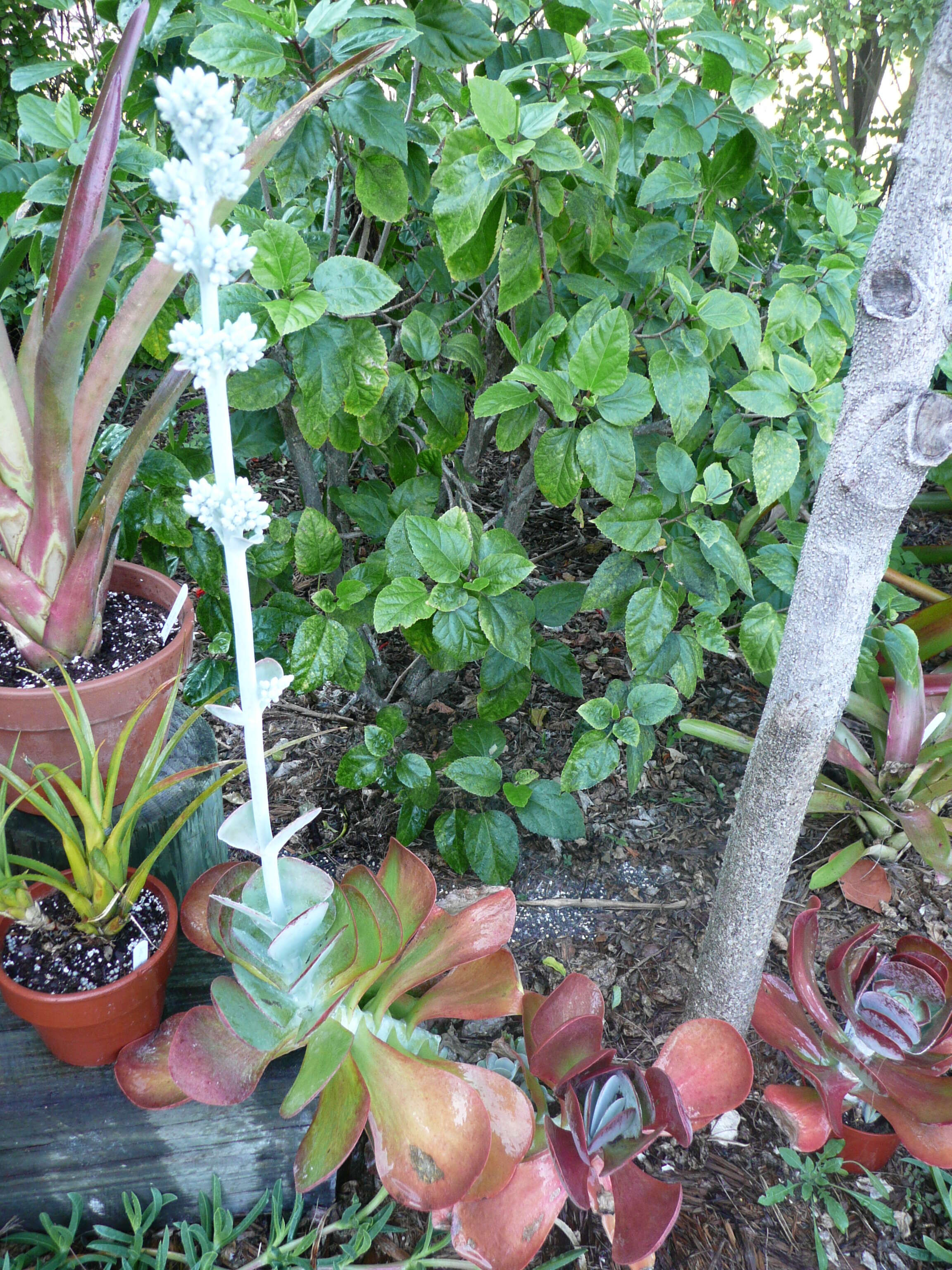 Image of Kalanchoe luciae