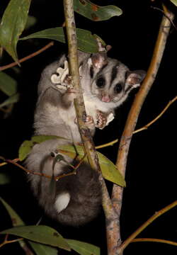 Image of Sugar Glider