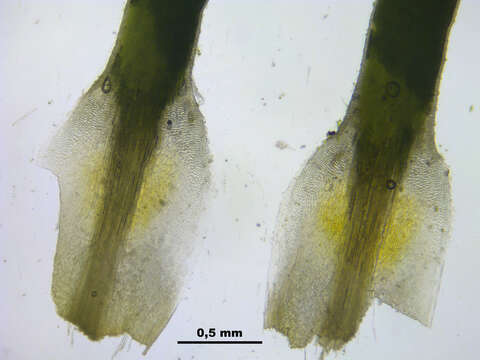 Image of Polytrichum moss