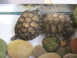 Image of yellow-bellied slider