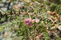 Imagem de Melaleuca platycalyx Diels