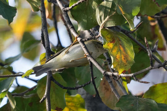 Image of Yellow-browed Warbler