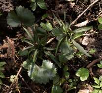 Image de Ranunculus cassubicus L.