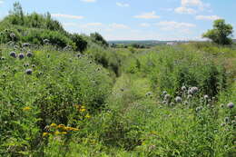 Image of tall globethistle