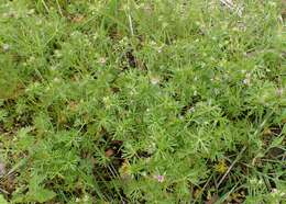 Plancia ëd Geranium dissectum L.