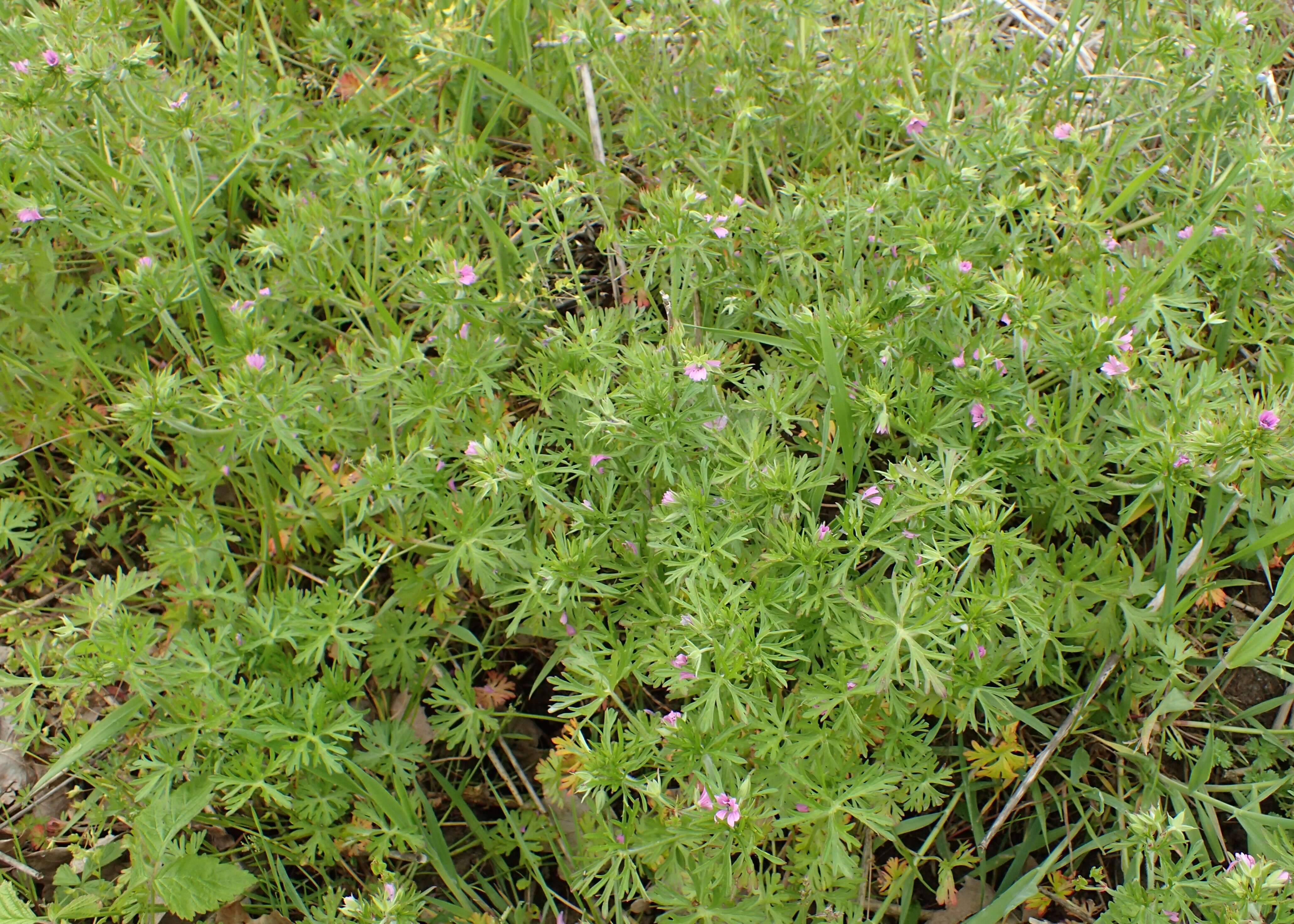 Image of cut-leaved cranesbill