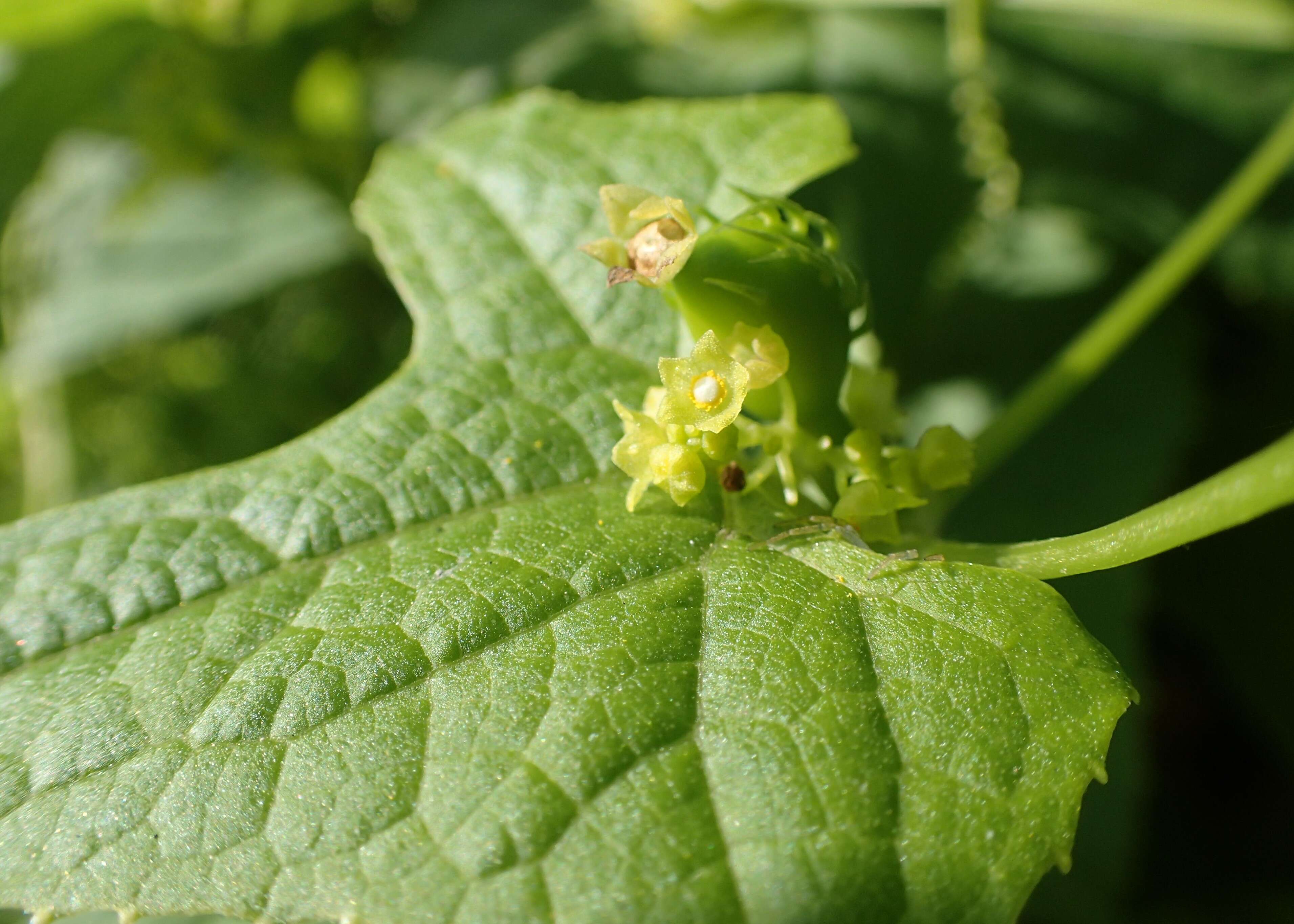 صورة Cyclanthera brachystachya (Ser.) Cogn.