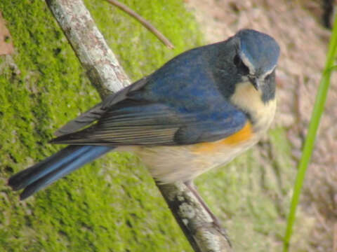 Image of Orange-flanked Bush-Robin