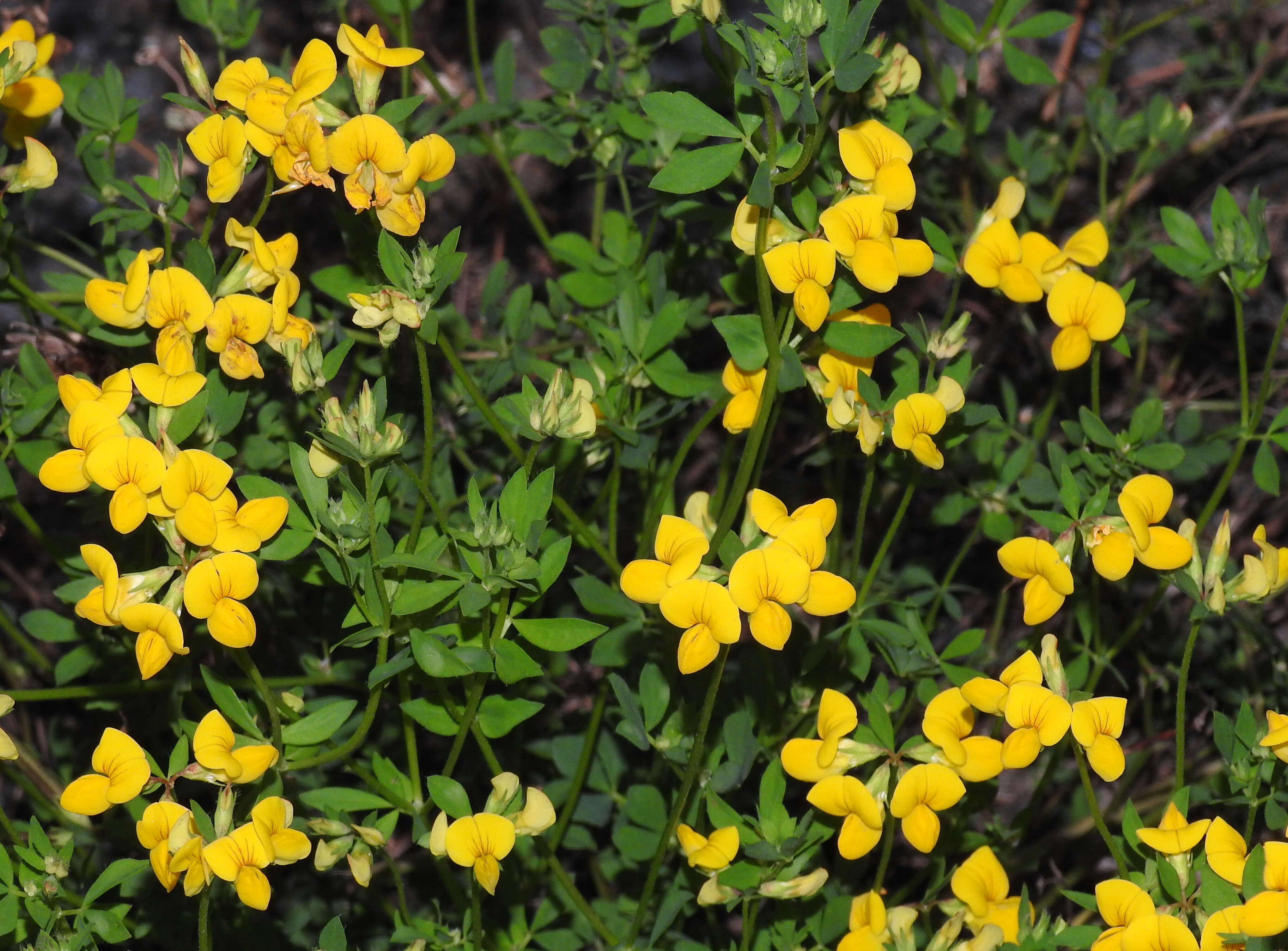 Image of Common Bird's-foot-trefoil