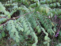 Plancia ëd Indigofera cassioides DC.