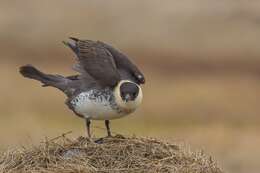 Image of Pomarine Jaeger