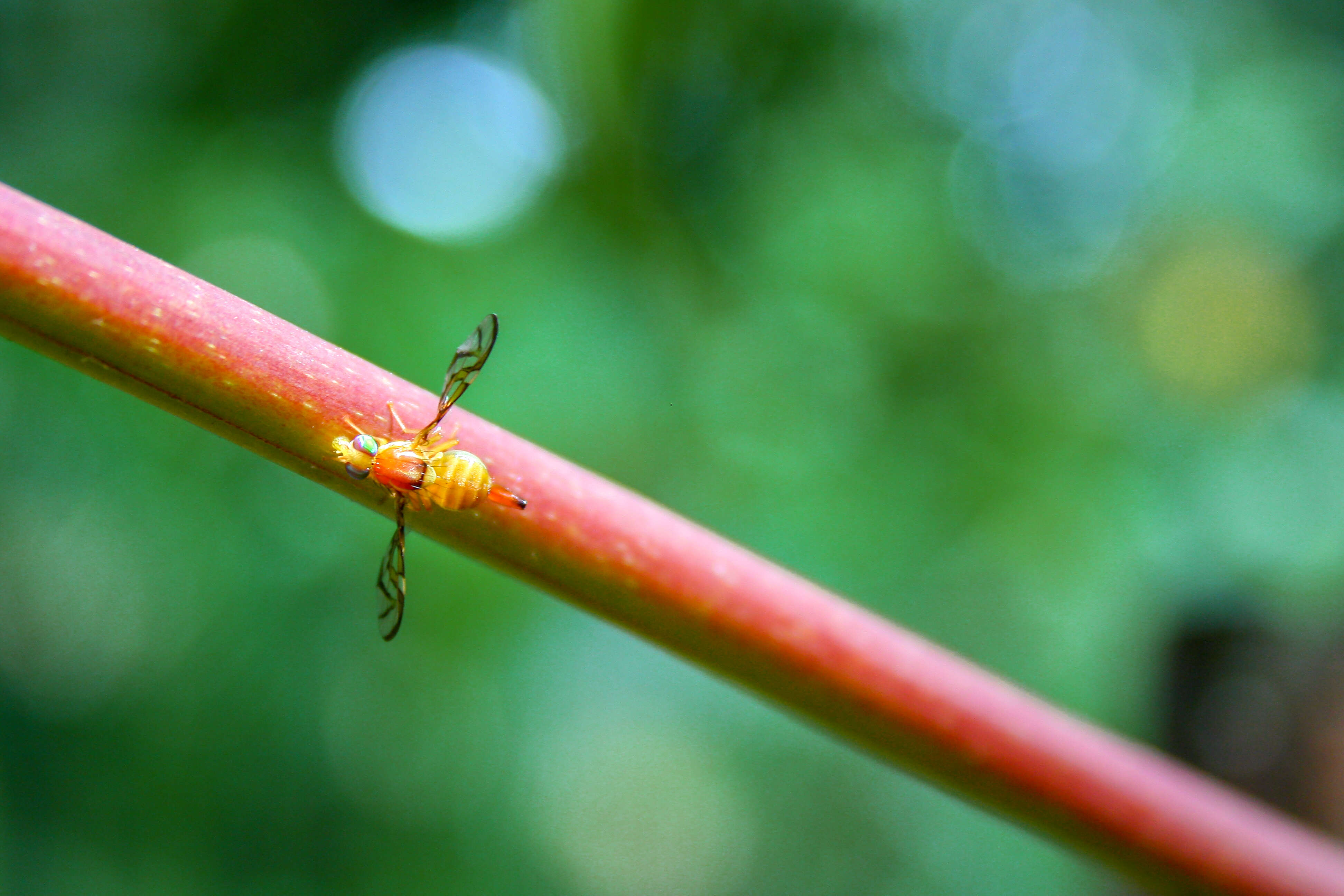 Image of Fruit fly