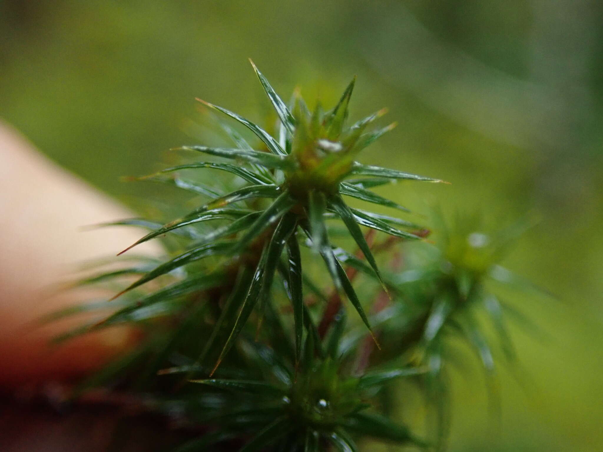 Image of juniper polytrichum moss