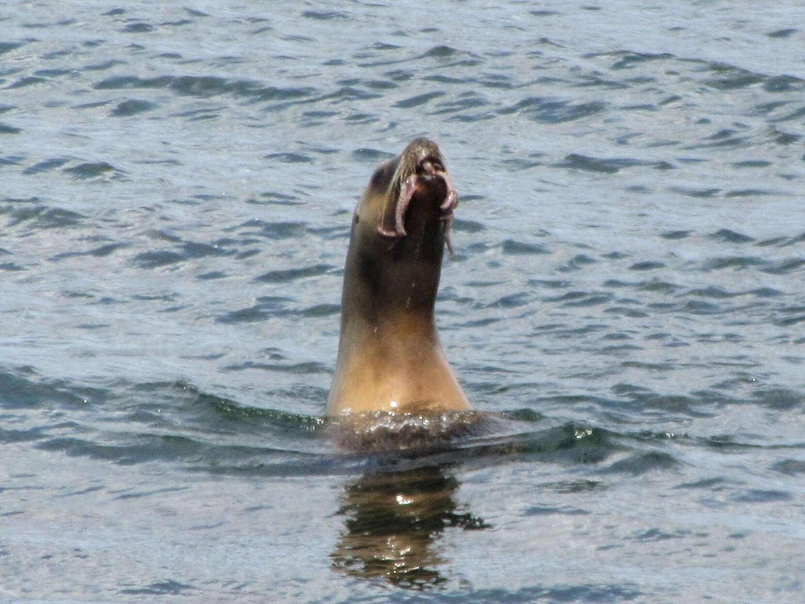 Image of South American Fur Seal