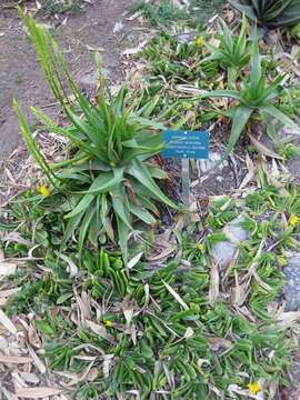 Image of Bulbine alooides (L.) Willd.