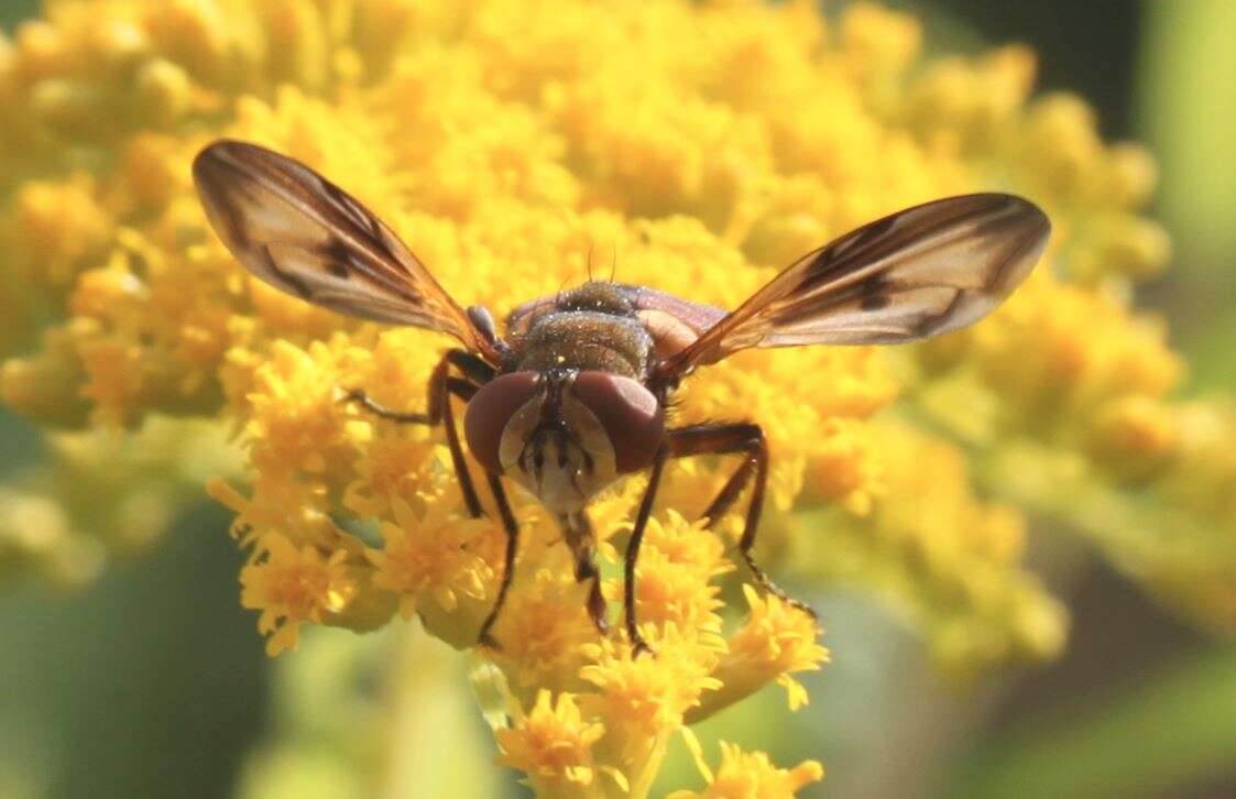 Imagem de Ectophasia crassipennis (Fabricius 1794)