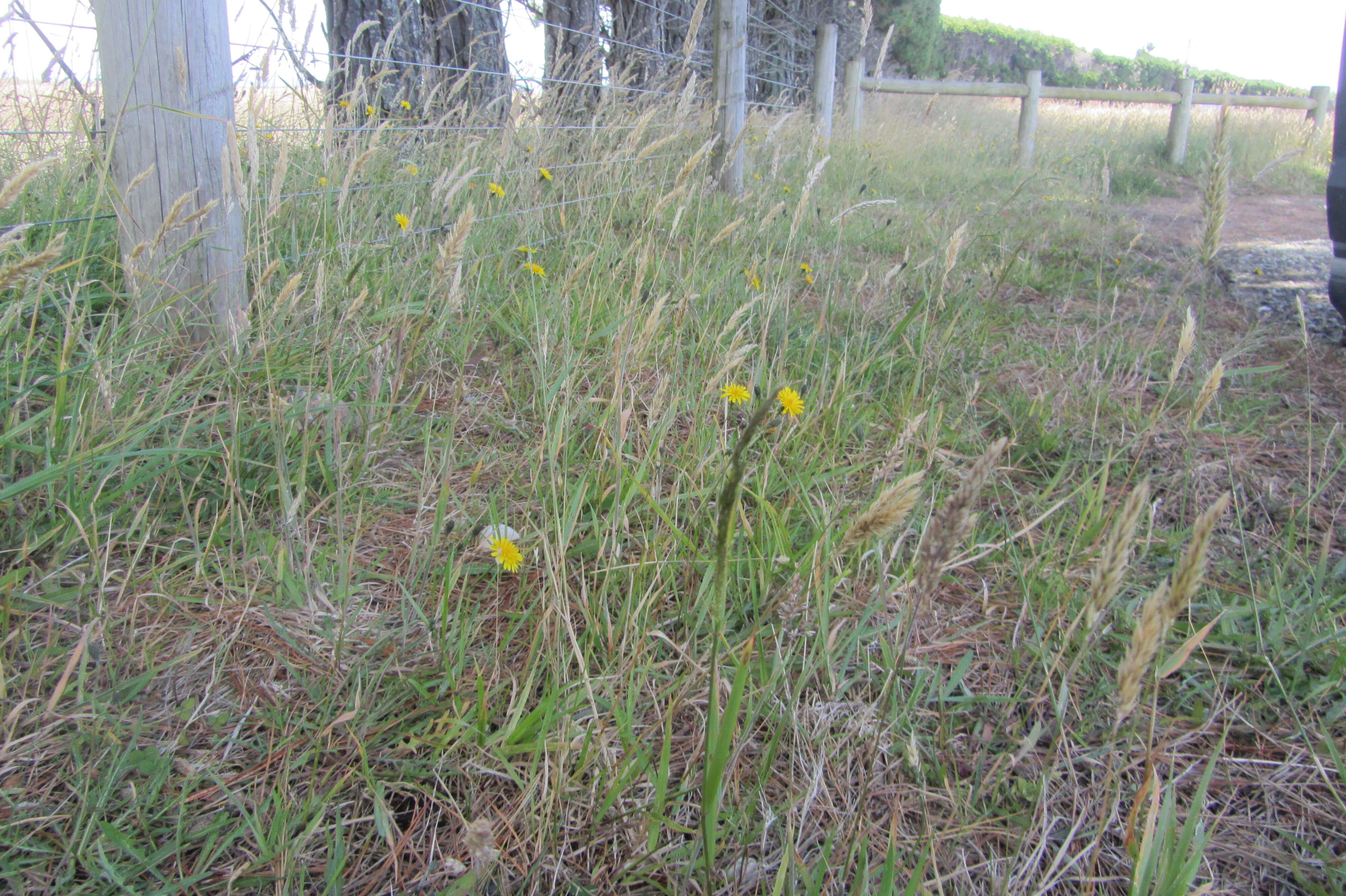 Image of fall dandelion