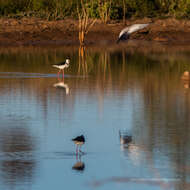 Image of Pied Stilt