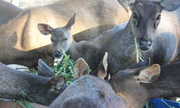 Image of Lesser Mouse-deer