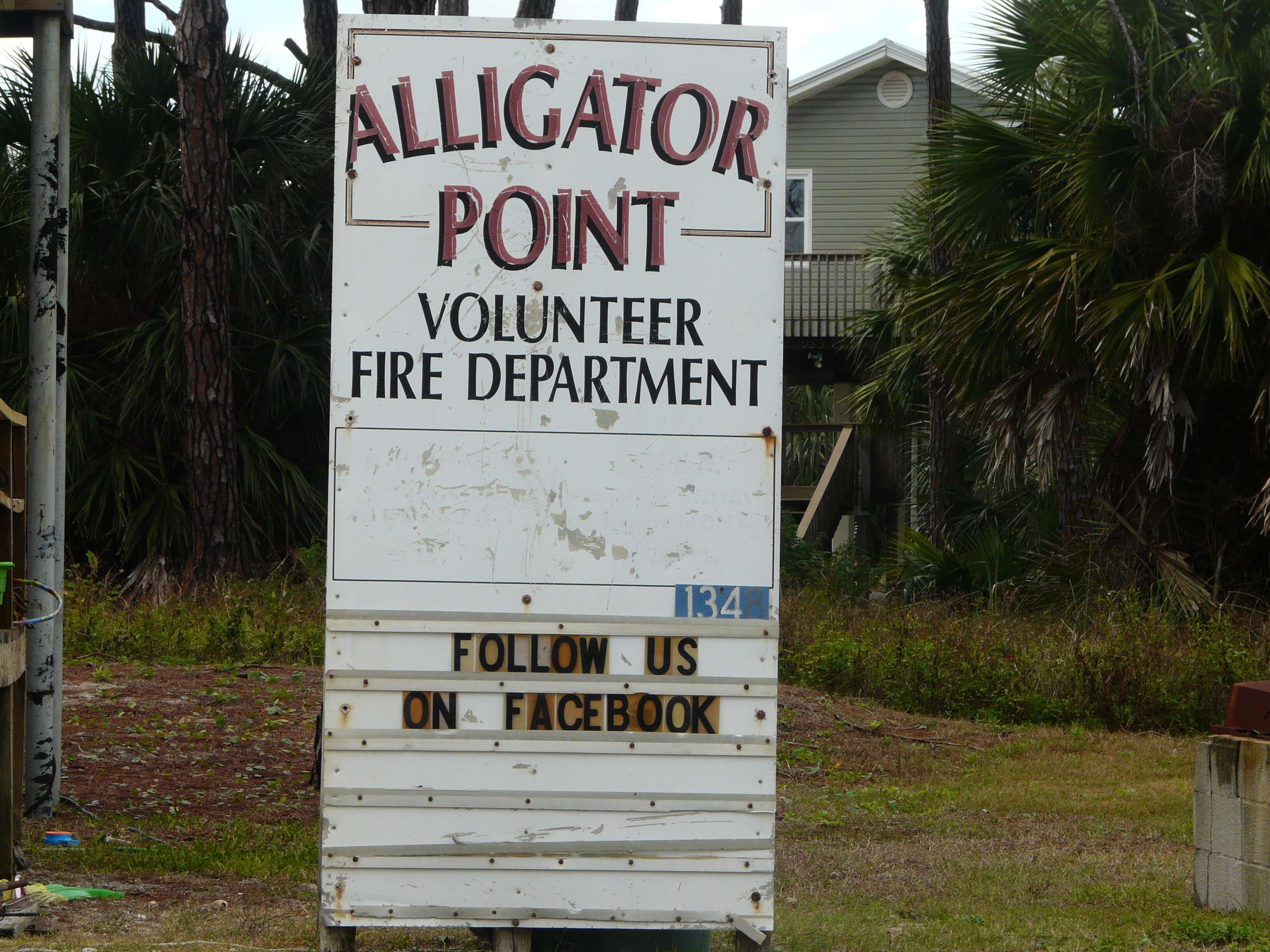 Image of Cabbage Palm