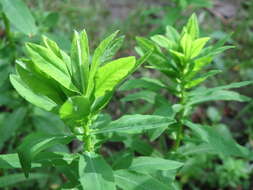 Image of sweet spurge