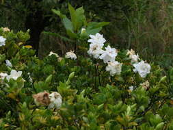 Image of Cape jasmine