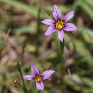 Image of annual blue-eyed grass