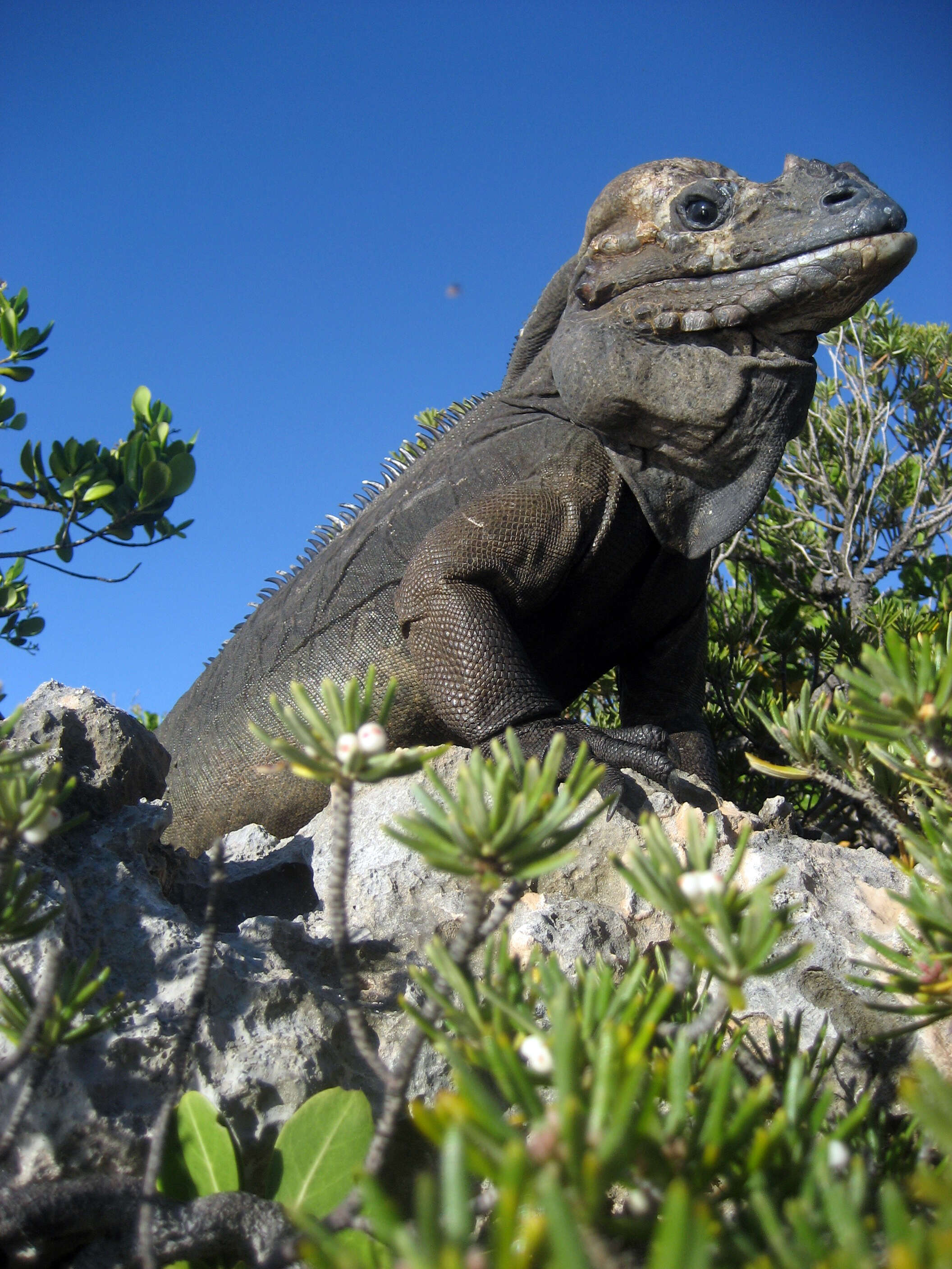 Image of Mona Island Iguana