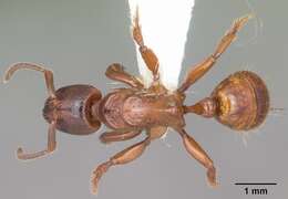 Imagem de Centromyrmex decessor