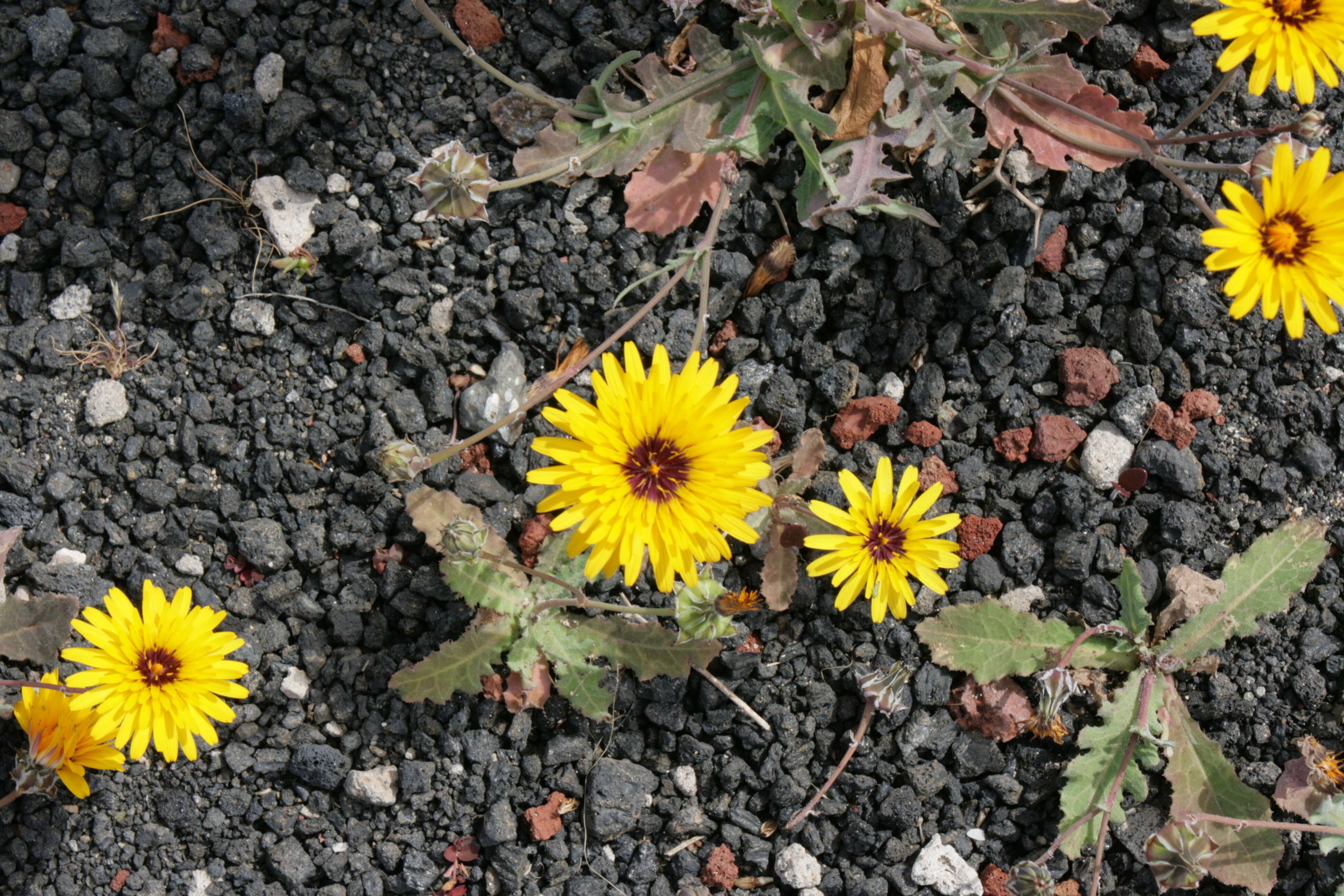 Image of False sowthistle