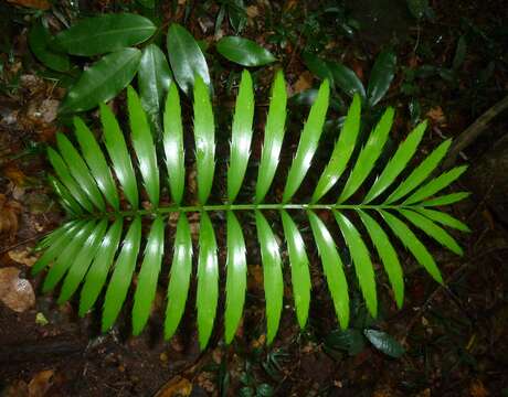 Image of Ground Cycad