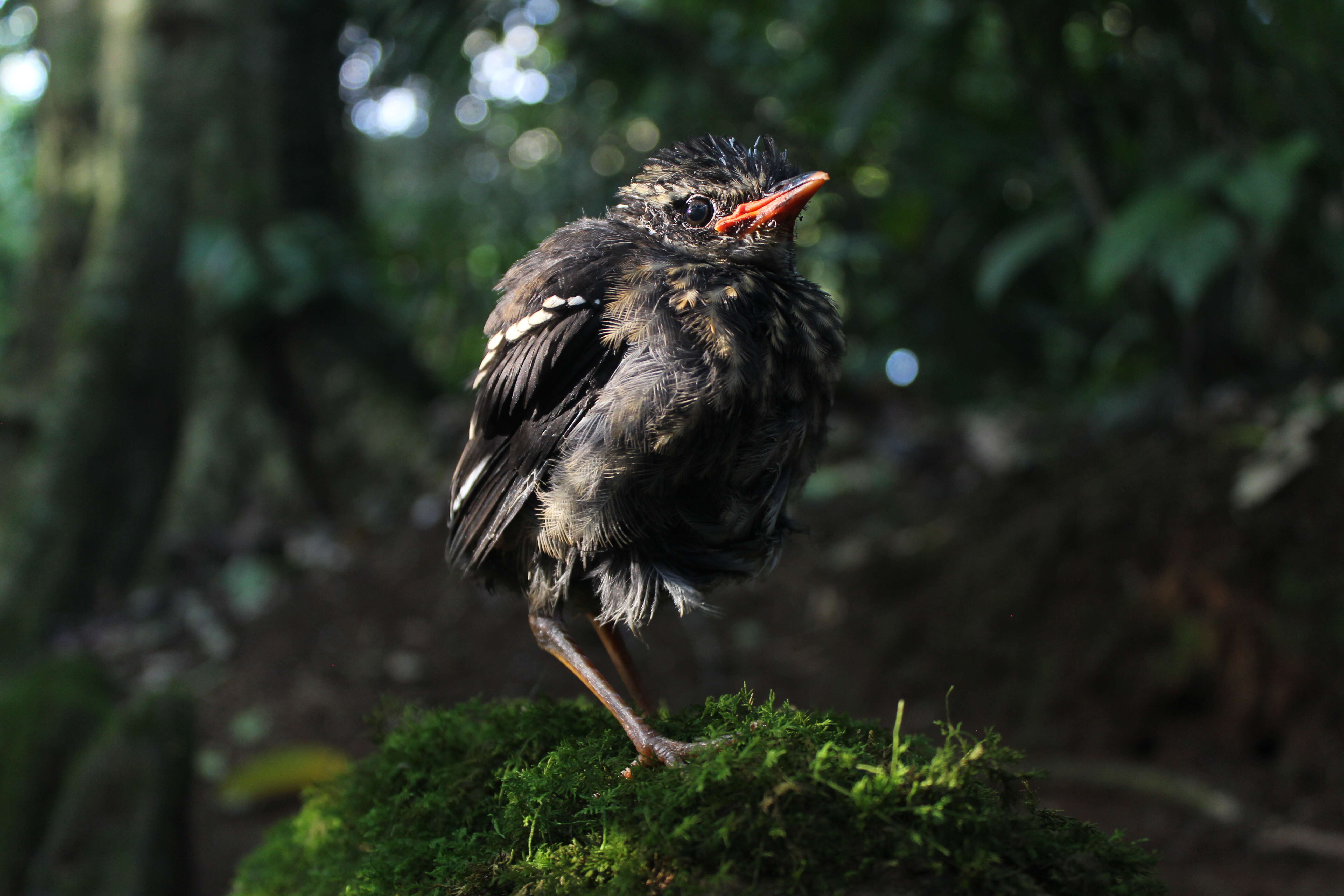 Image of Javan Banded Pitta