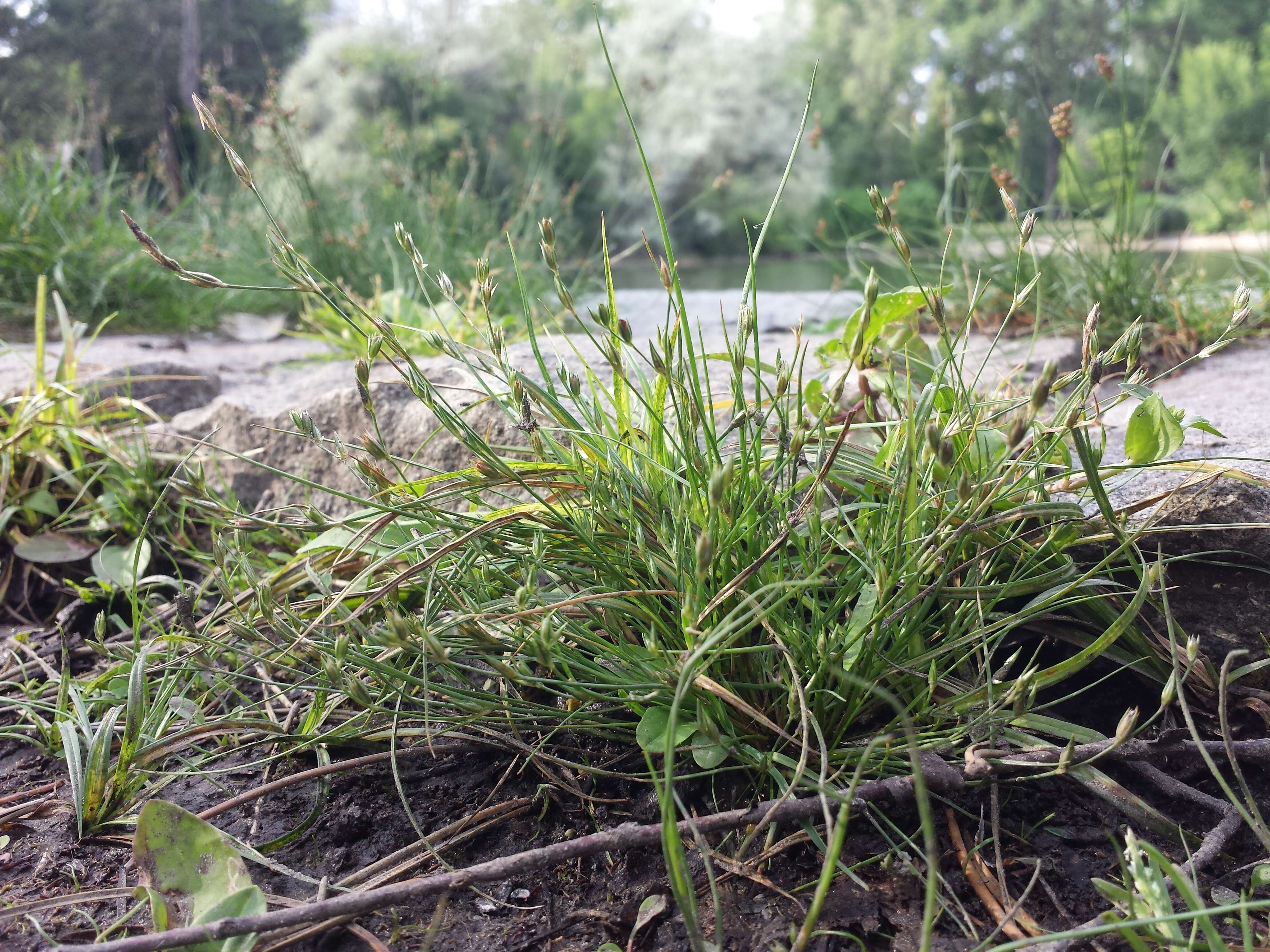 Imagem de Juncus bufonius L.