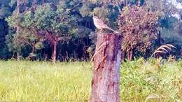 Image of Chalk-browed Mockingbird