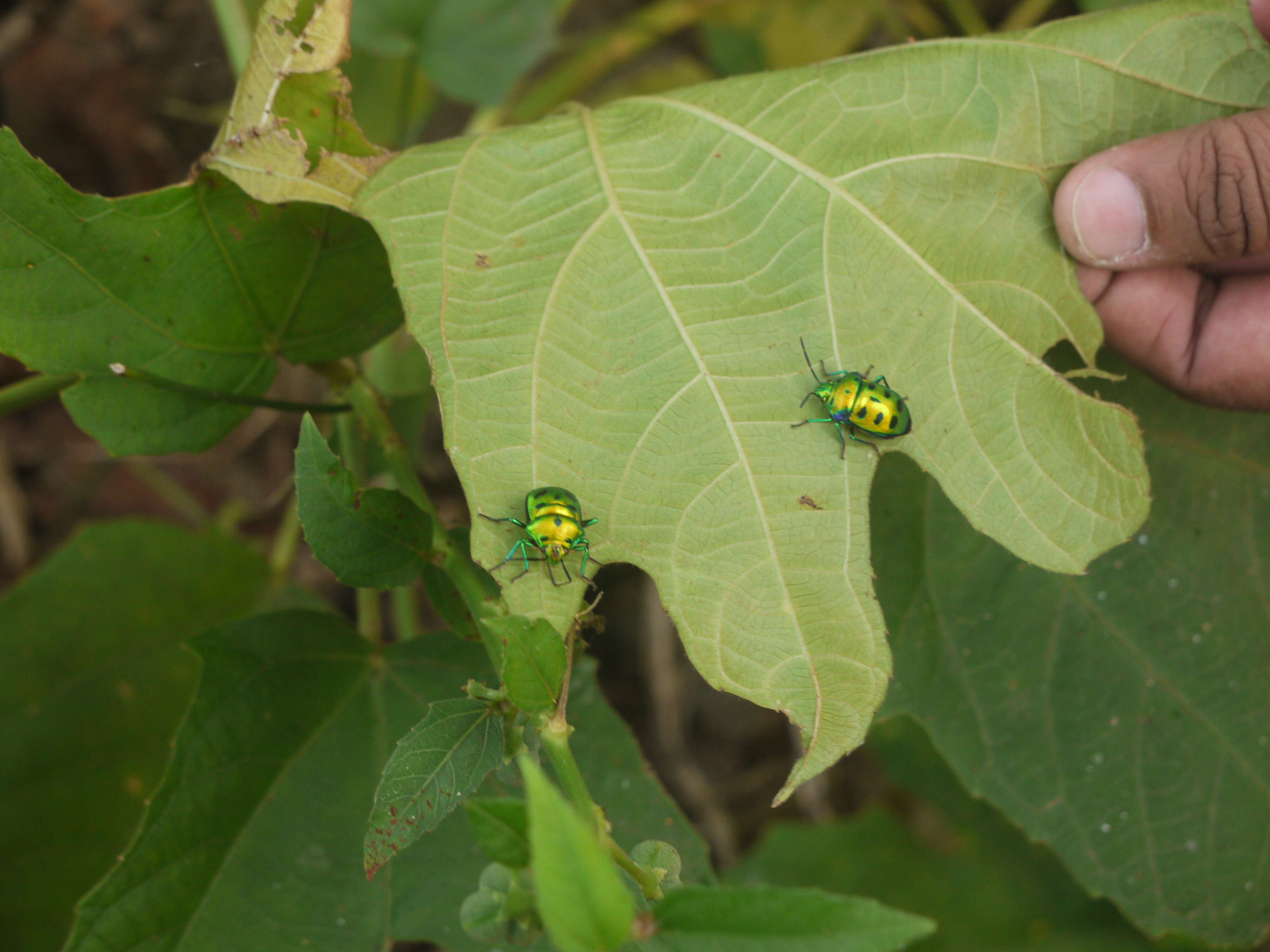 Image of Chrysocoris