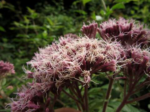 Image of hemp agrimony