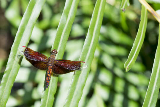 Image of Neurothemis taiwanensis Seehausen & Dow 2016