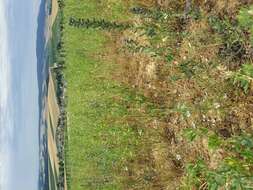 Nigella arvensis L. resmi